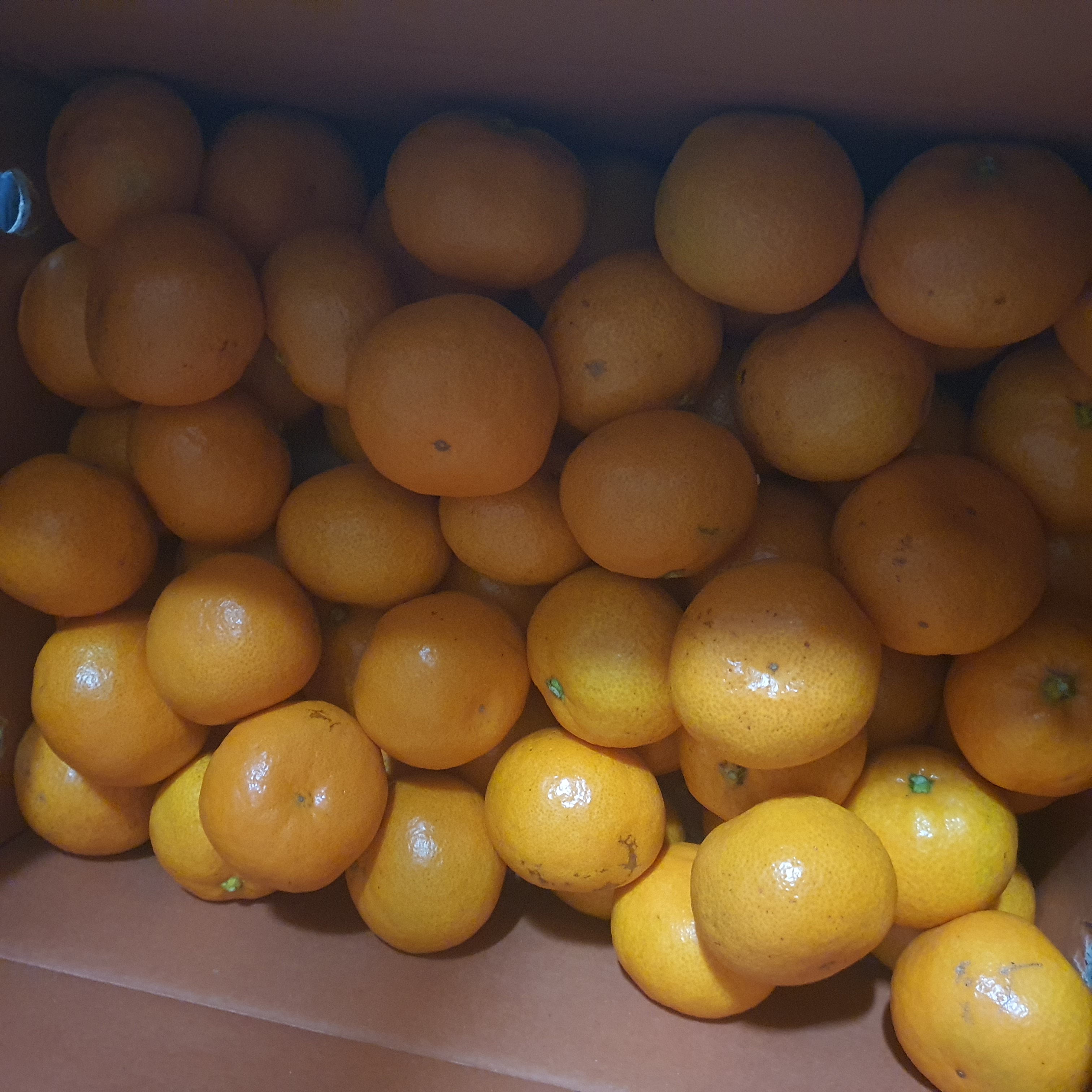 행복담원 타이벡귤 5kg (로얄과)