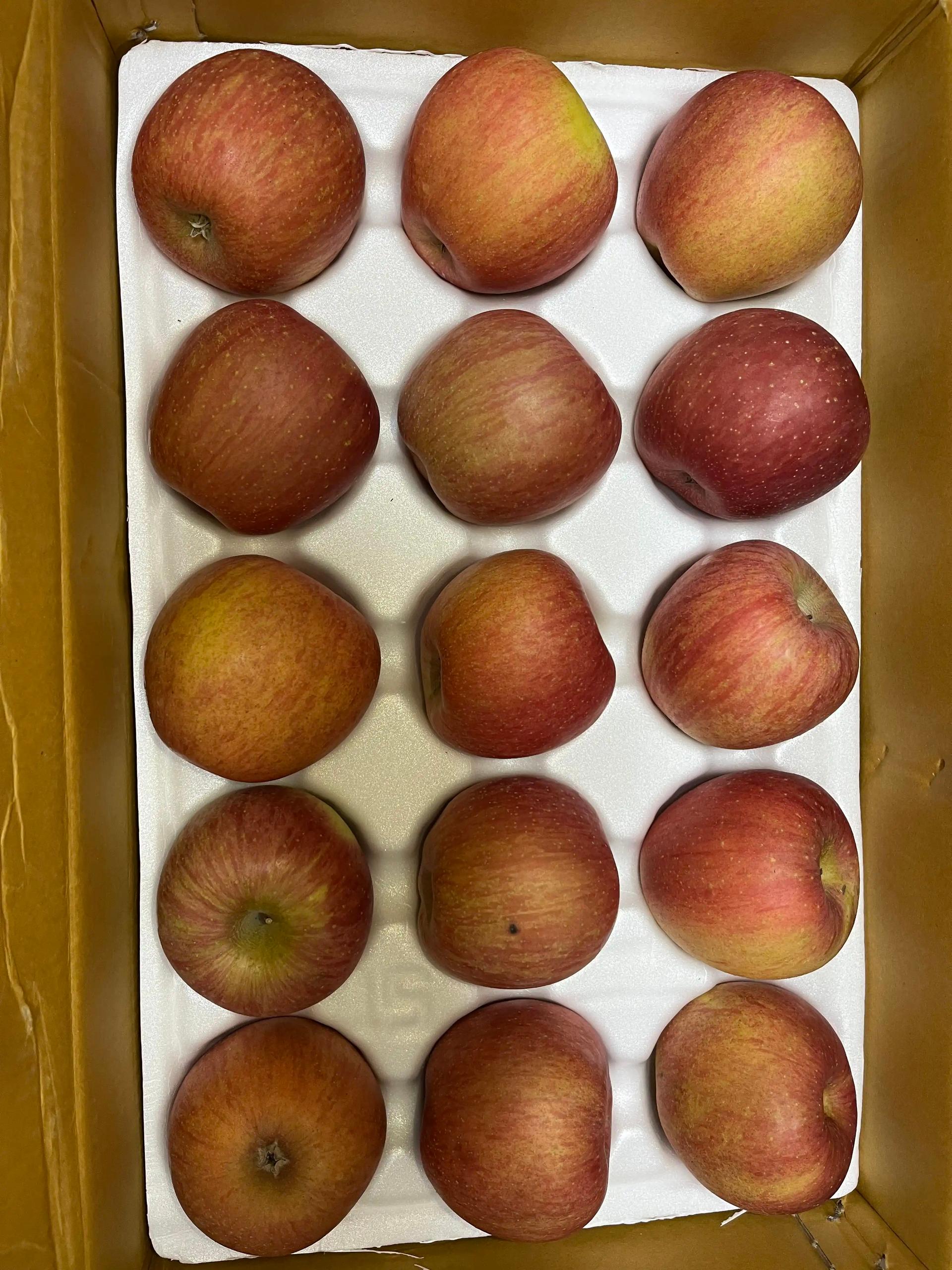 풍기농협 영주사과 3.5kg