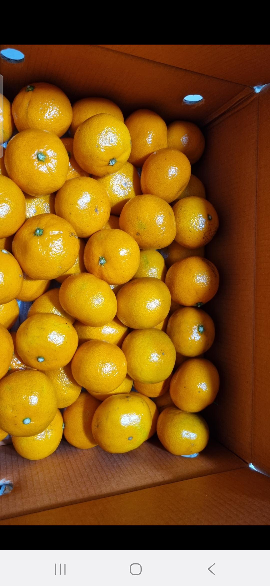 [연말한정! 감귤/오메기떡 ★분리발송★] 제주감귤 4kg (1박스)+오메기떡 20개 선물세트(택1) 이미지