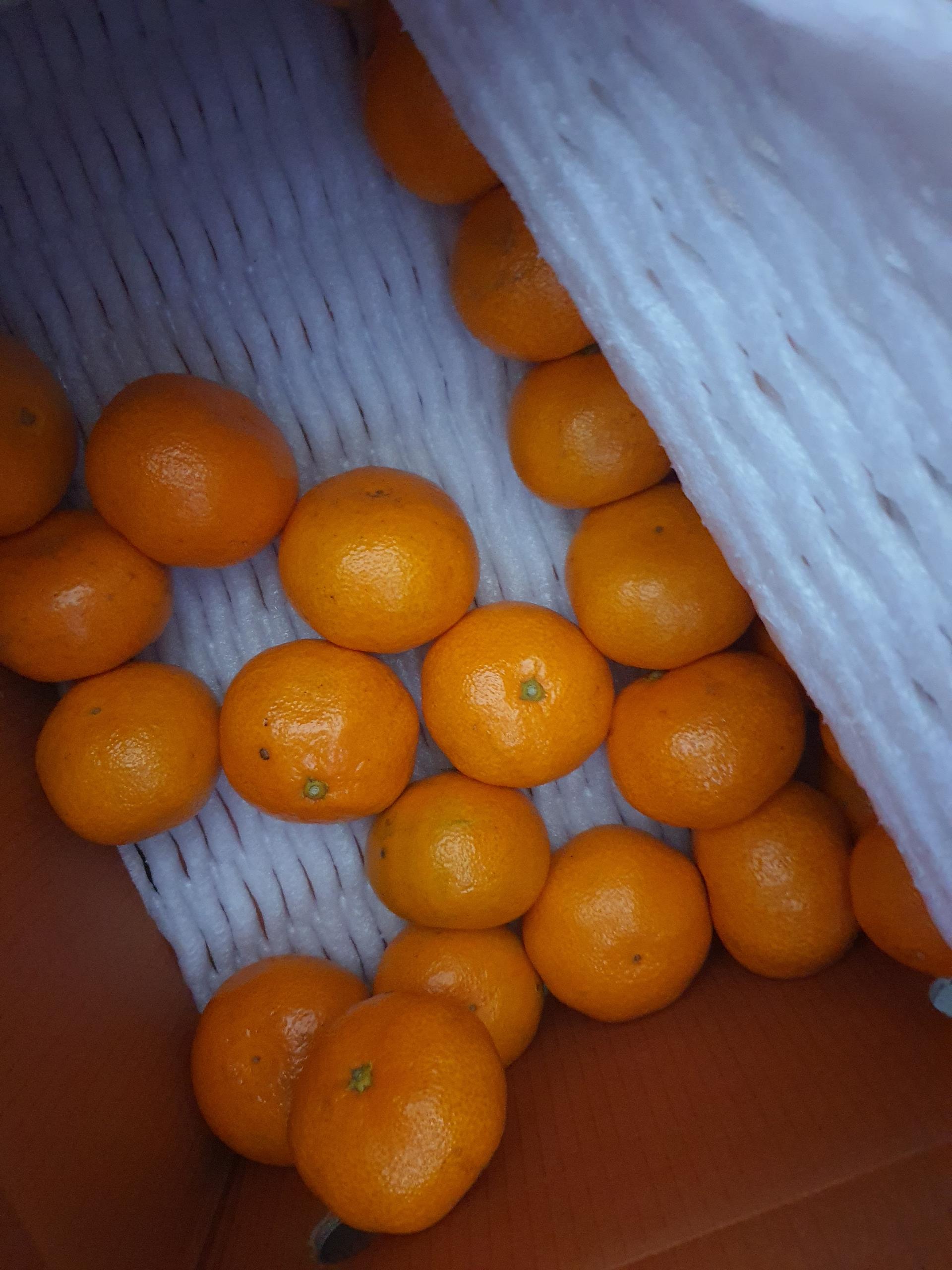 [연말한정! 감귤/흑돼지 ★분리발송★] 제주감귤 4kg (1박스)+흑돼지세트 이미지