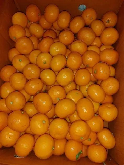 행복담원 타이벡귤 5kg (로얄과)