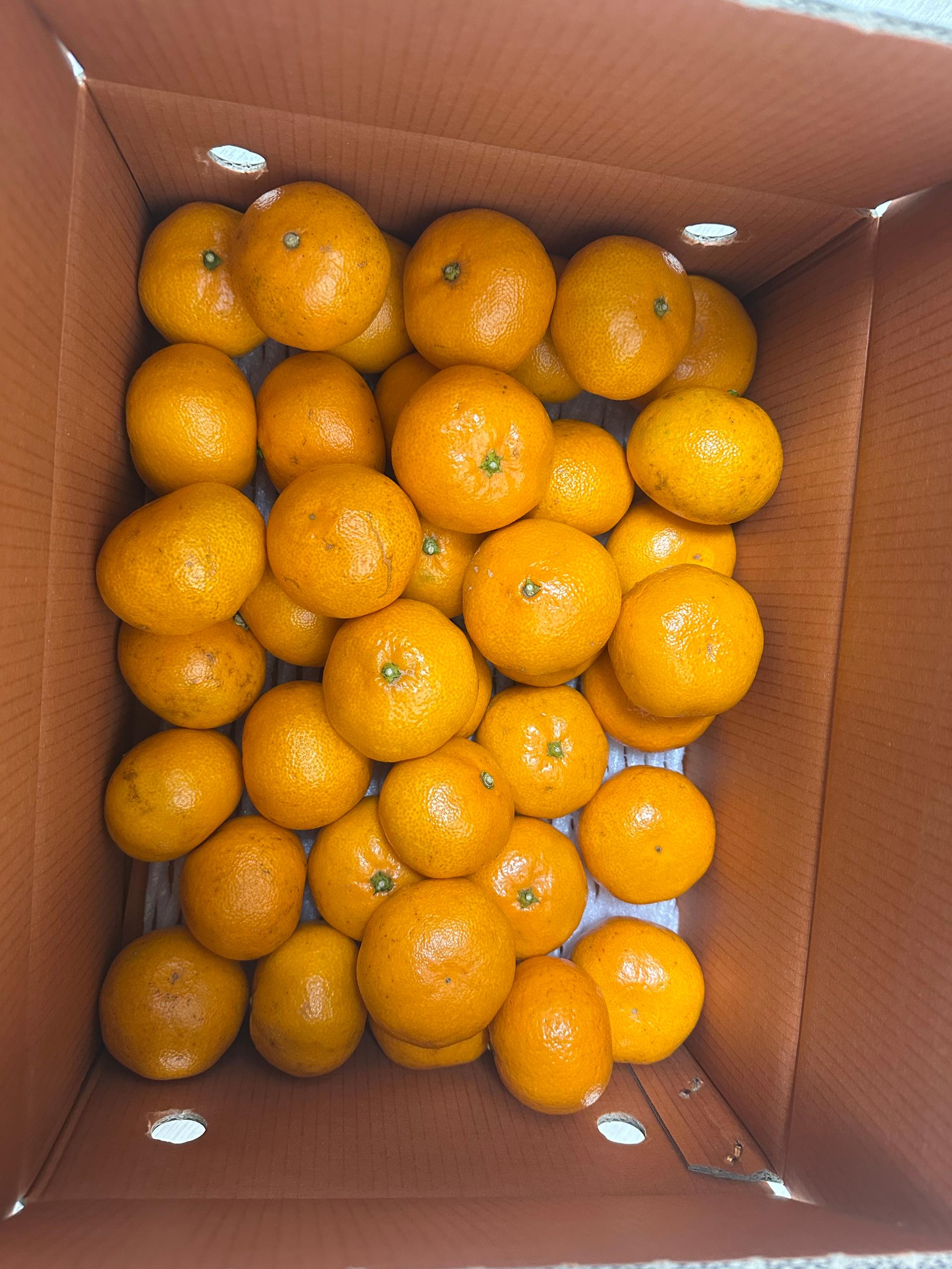 [연말한정! 감귤/흑돼지 ★분리발송★] 제주감귤 4kg (1박스)+흑돼지세트 이미지