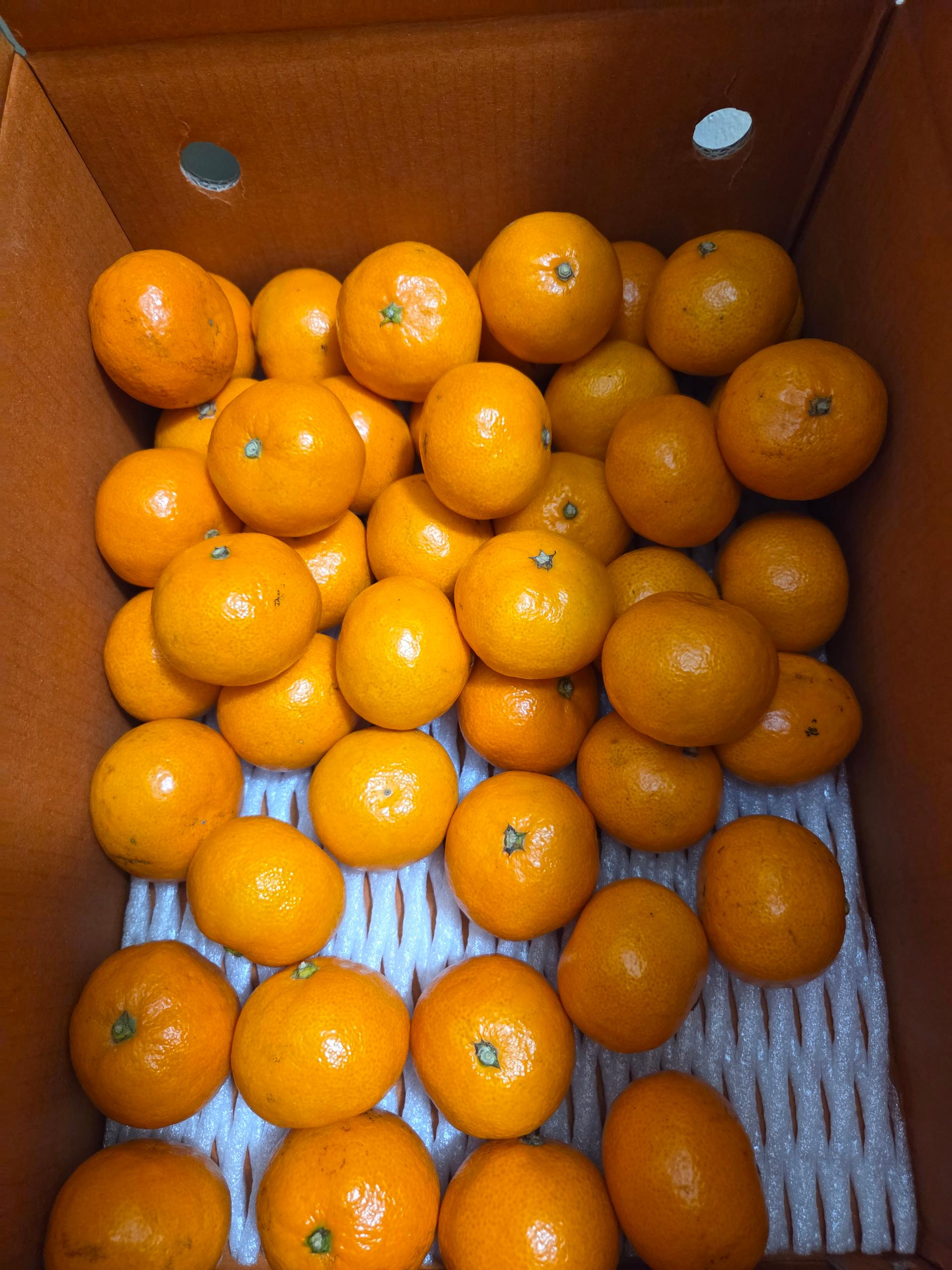 [연말한정! 감귤/흑돼지 ★분리발송★] 제주감귤 4kg (1박스)+흑돼지세트