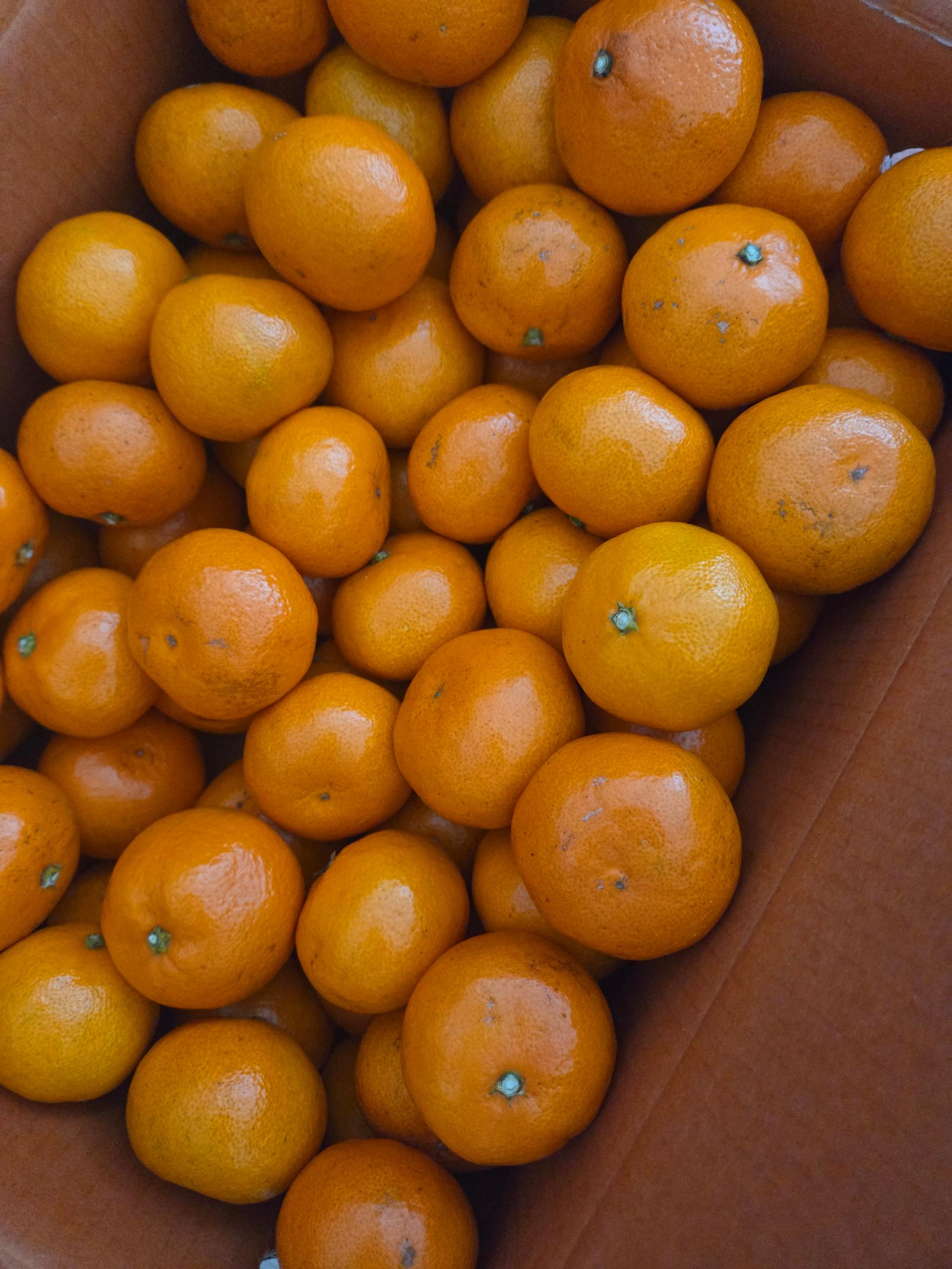 [연말한정! 감귤/흑돼지 ★분리발송★] 제주감귤 4kg (1박스)+흑돼지세트