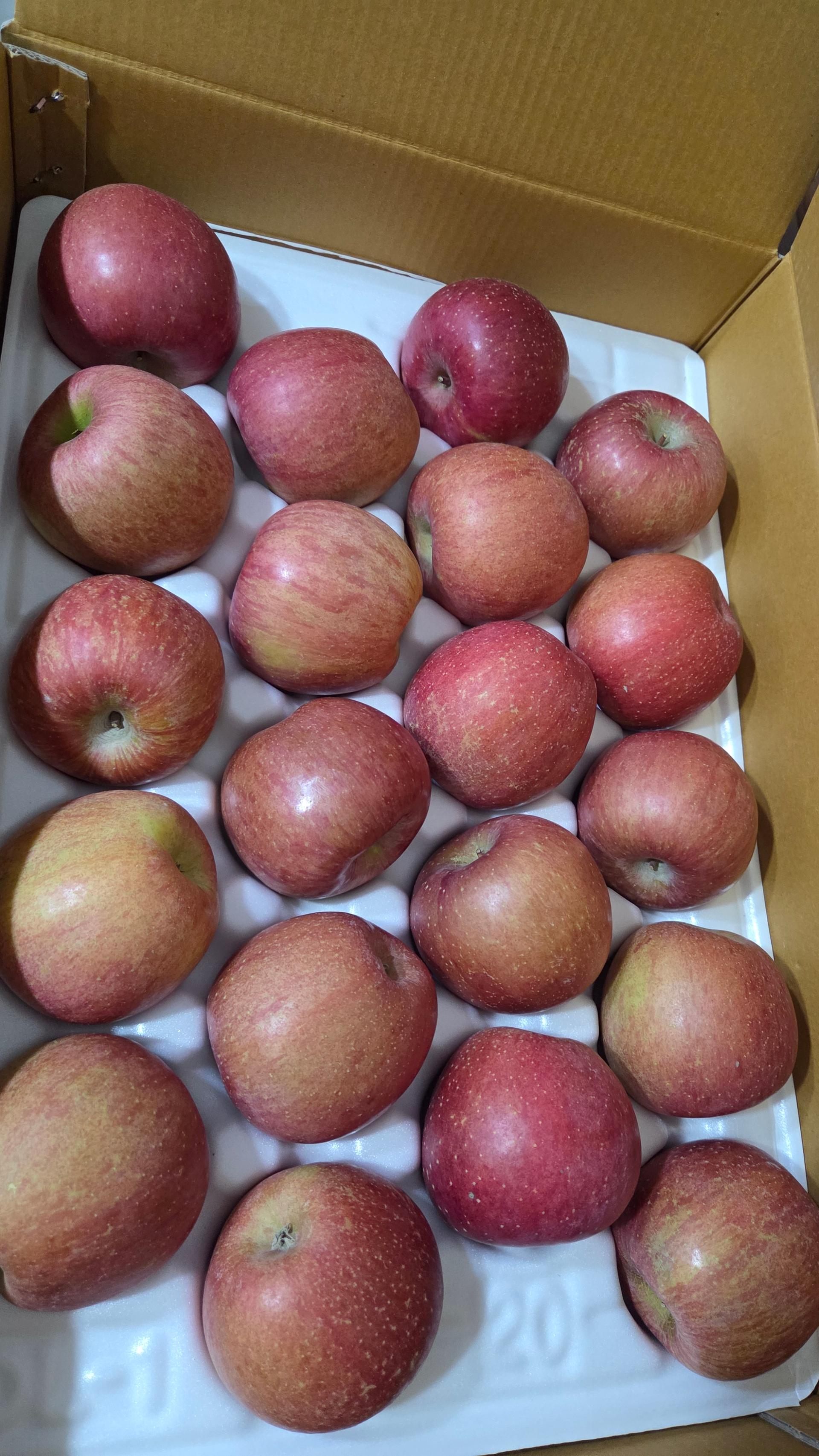 [EVENT] 풍기농협 영주사과 3.5kg + 1kg 추가 증정