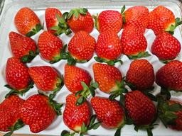 연곡 페이머스파머스 딸기 800g-1