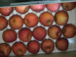 [EVENT] 풍기농협 영주사과 3.5kg + 1kg 추가 증정-2