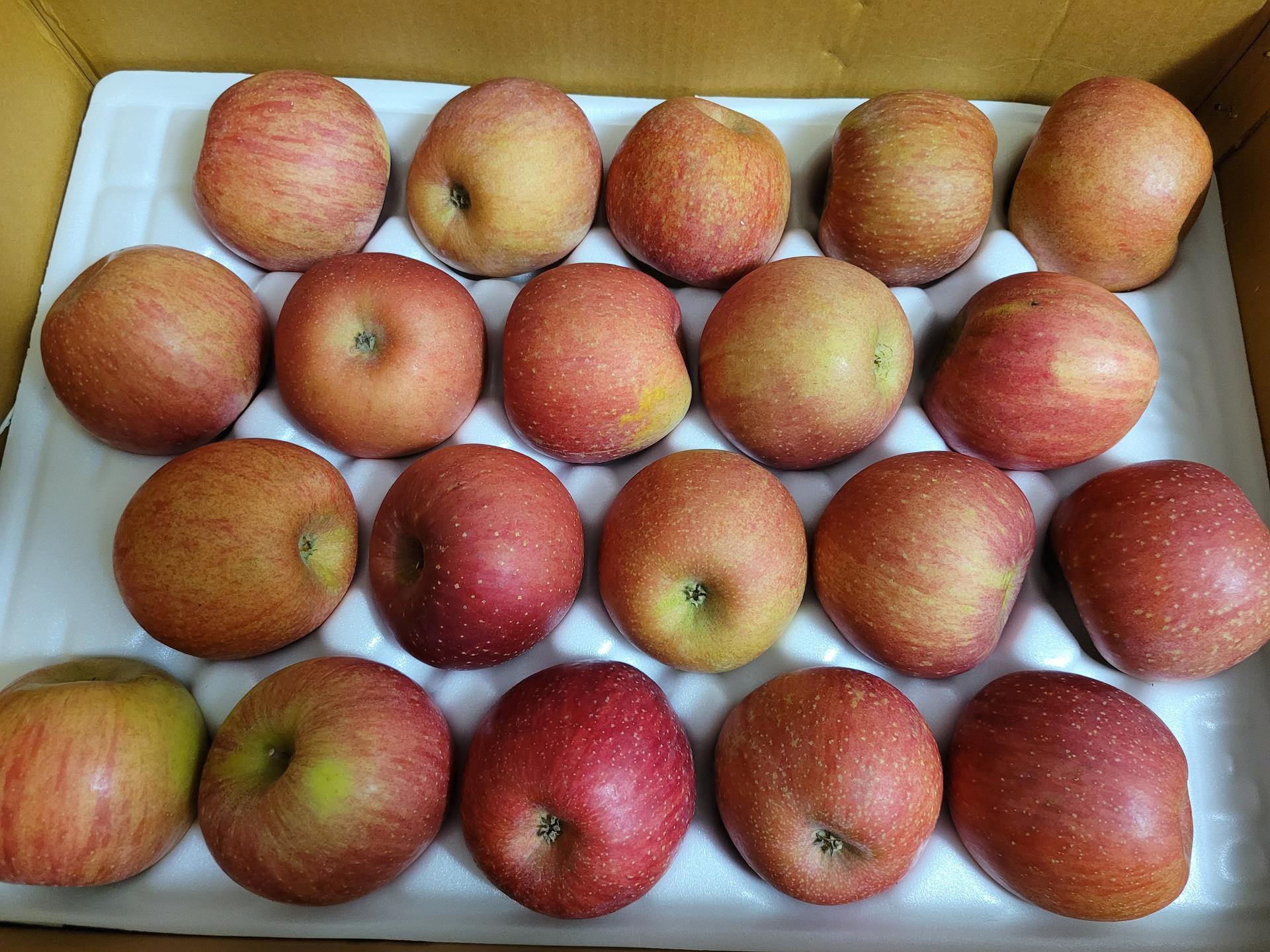 [EVENT] 풍기농협 영주사과 3.5kg + 1kg 추가 증정