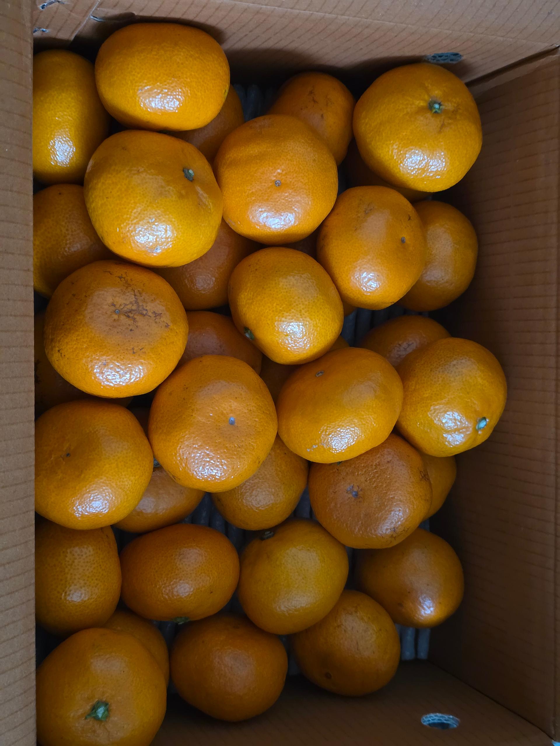 [연말한정! 감귤/흑돼지 ★분리발송★] 제주감귤 4kg (1박스)+흑돼지세트 이미지