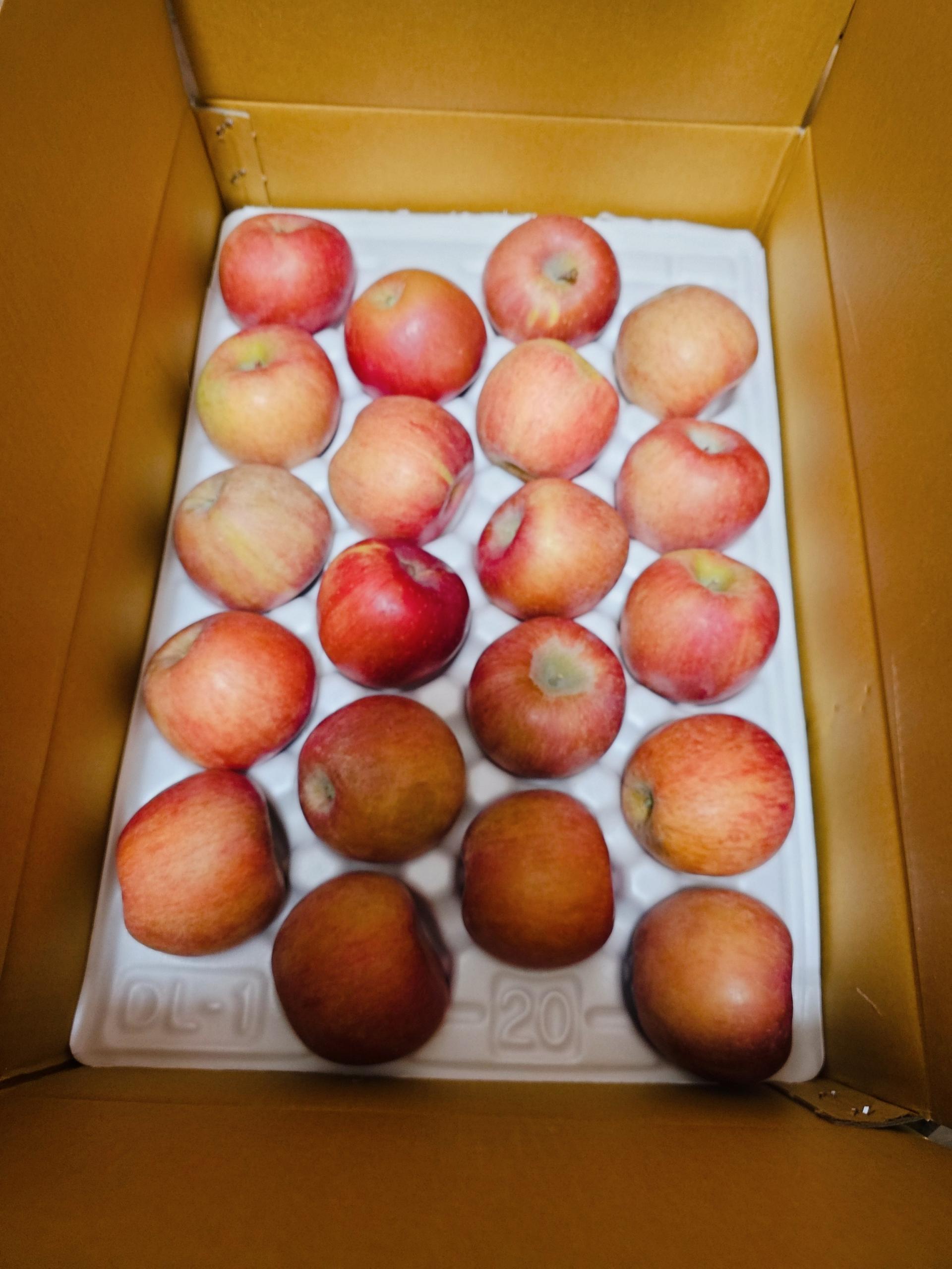 [EVENT] 풍기농협 영주사과 3.5kg + 1kg 추가 증정 이미지