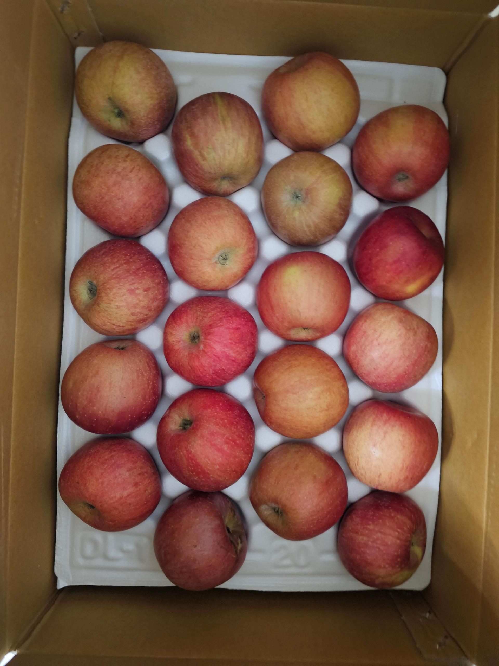 [EVENT ~ 2월 18일까지] 풍기농협 영주사과 3.5kg + 1kg 추가 증정