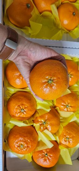 [2/11주문건부터 2/19부터 순차배송-선착순 1만명] 레드향 2.5kg + 천혜향 2.5kg-2