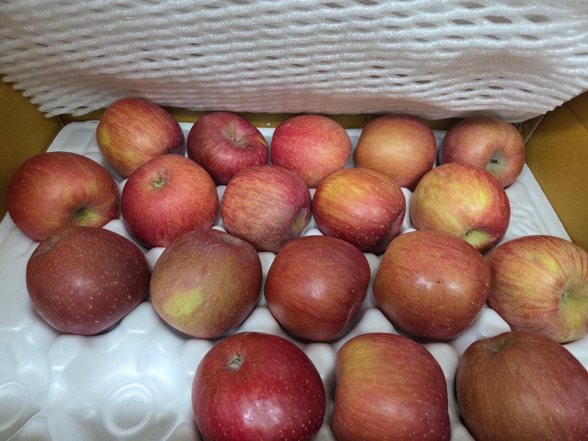 [EVENT ~ 2월 18일까지] 풍기농협 영주사과 3.5kg + 1kg 추가 증정 이미지