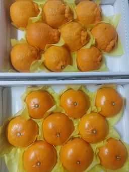 [선착순 1만명] 한라봉 2.5kg + 천혜향 2.5kg-1