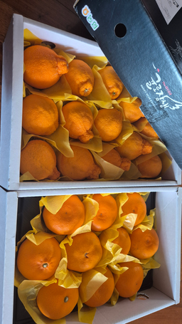 [선착순 1만명] 천혜향 2.5kg + 한라봉 2.5kg-1