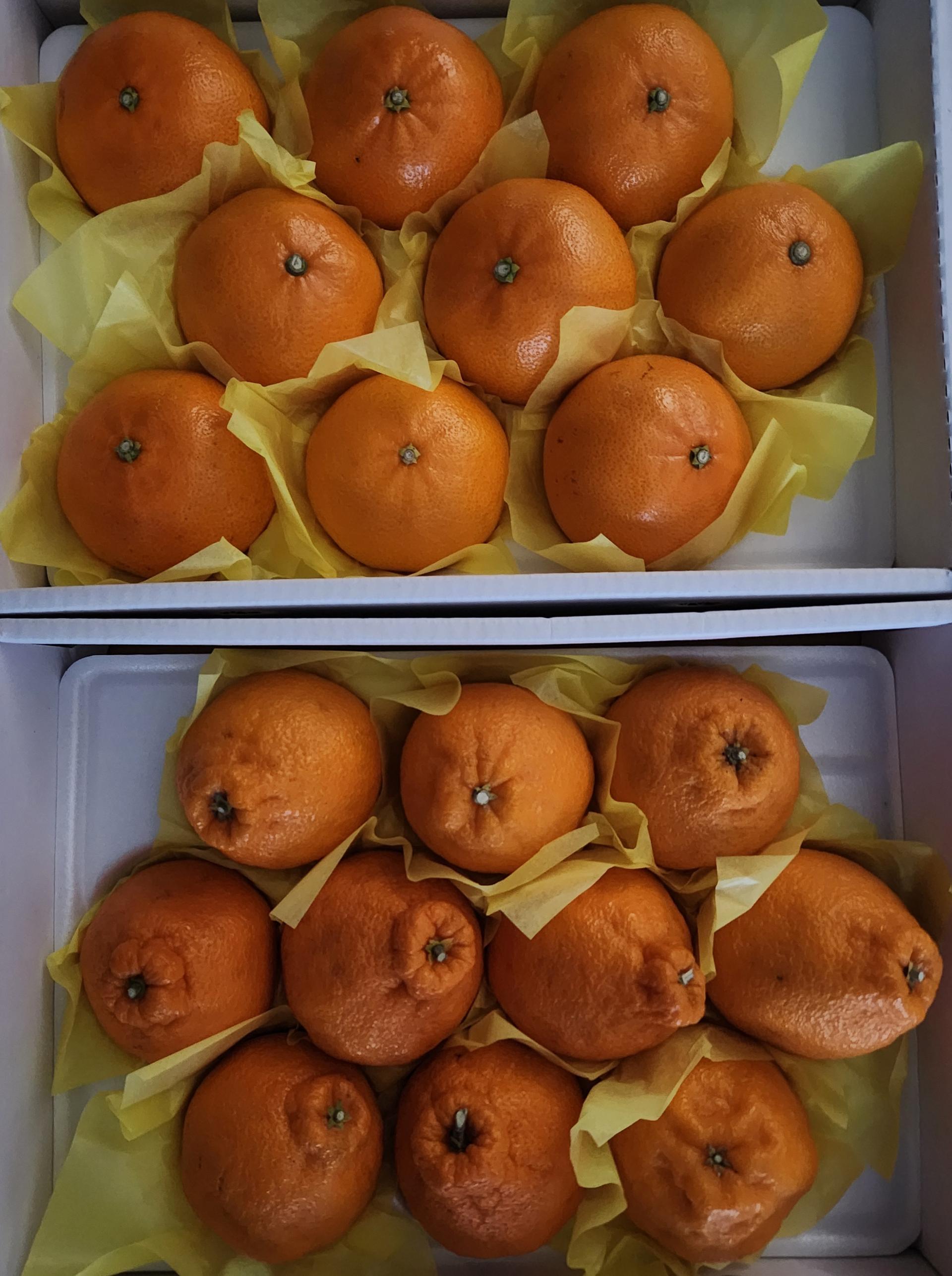 [선착순 1만명] 한라봉 2.5kg + 천혜향 2.5kg