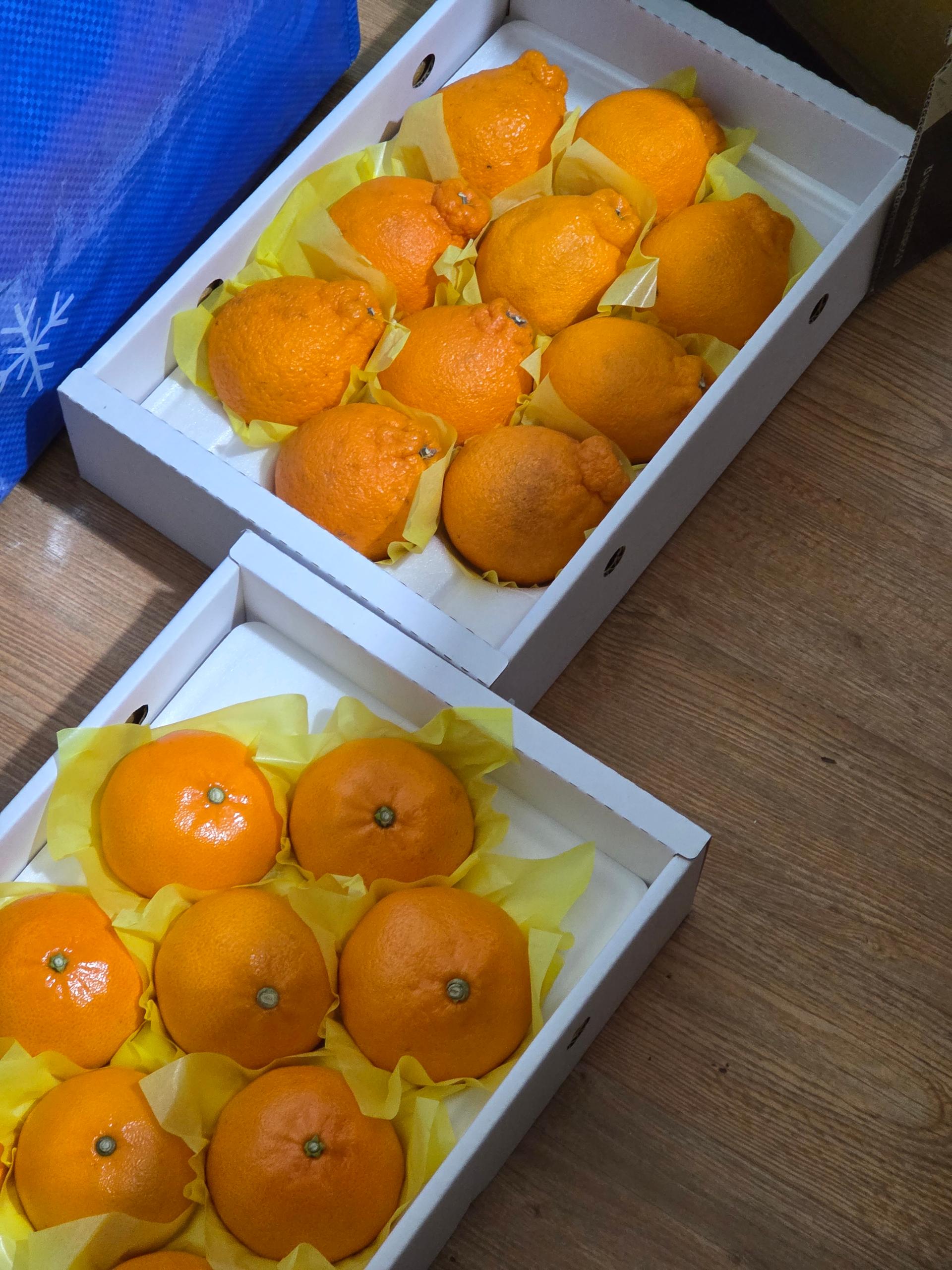 [선착순 1만명] 한라봉 2.5kg + 천혜향 2.5kg