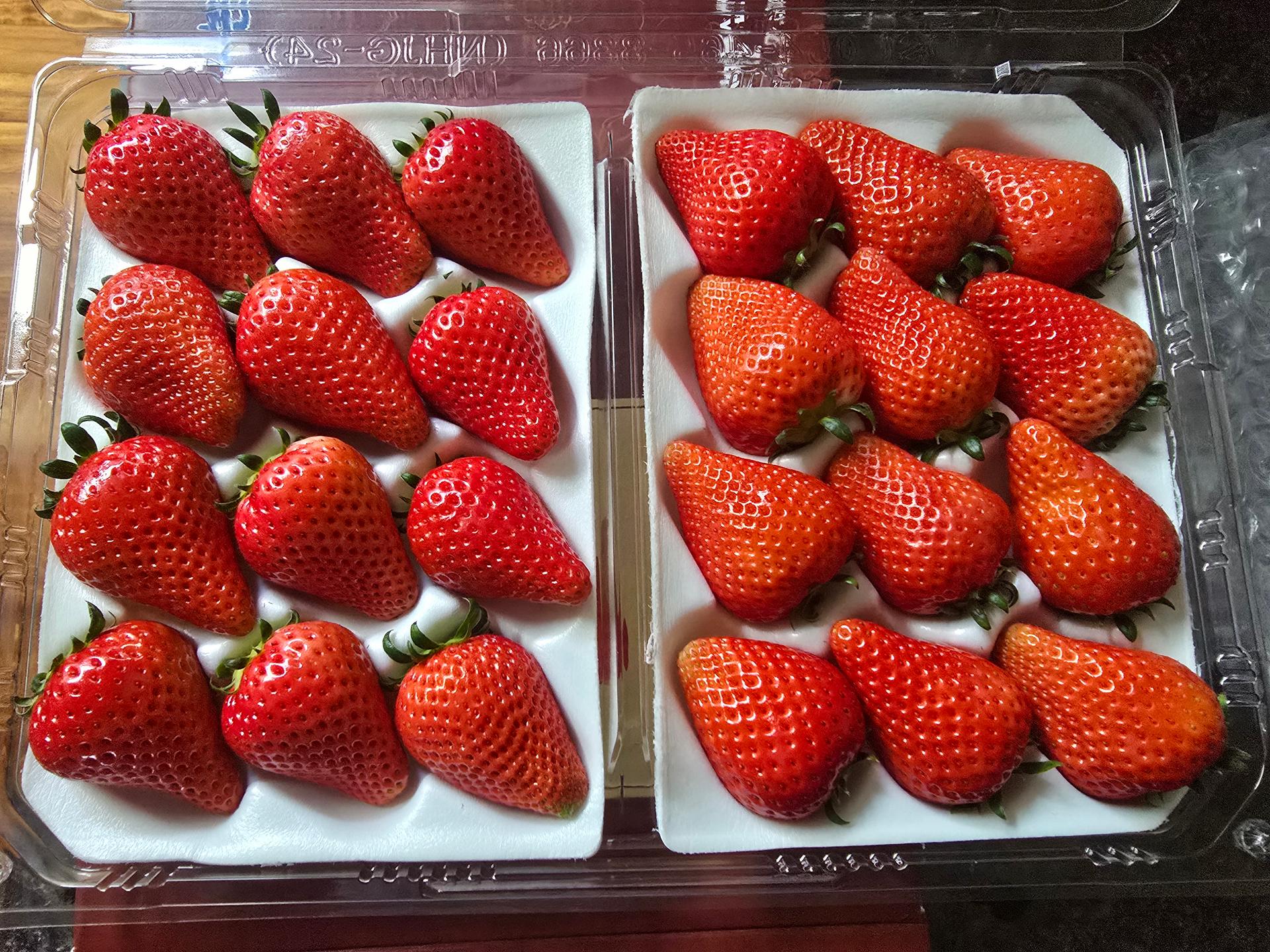 [EVENT 선착순 한정] 논산 비타베리 800g+800g 이미지