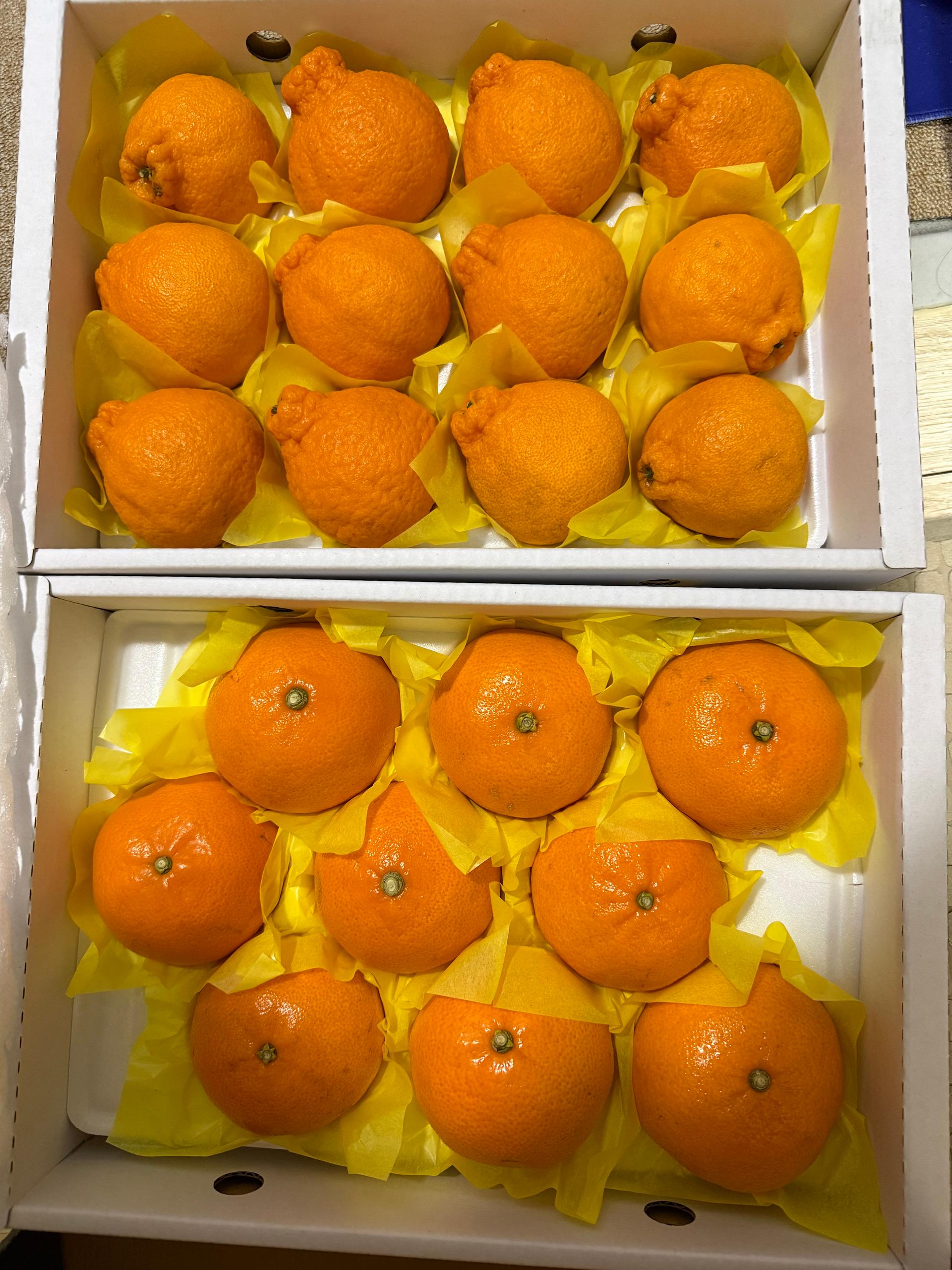 [선착순 1만명] 한라봉 2.5kg + 천혜향 2.5kg