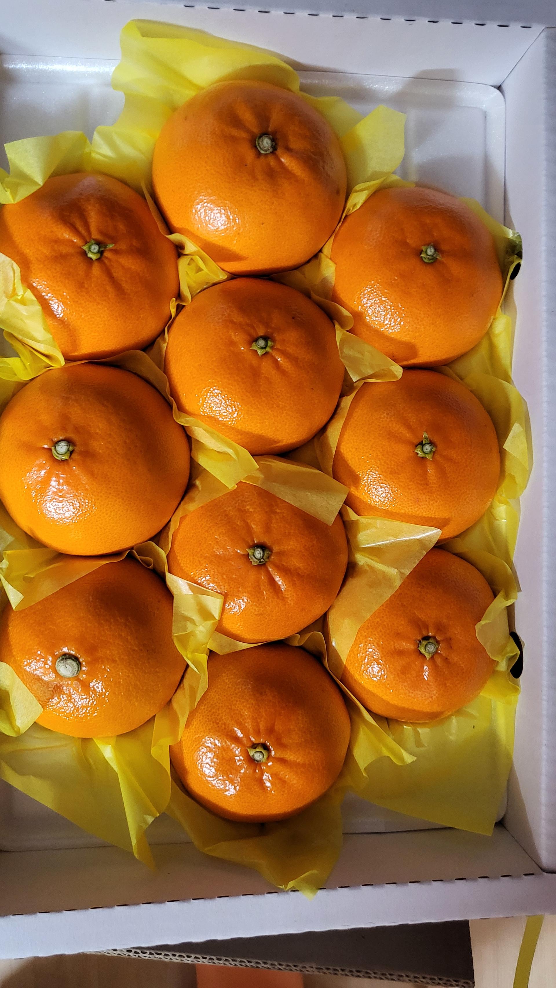 [선착순 1만명] 한라봉 2.5kg + 천혜향 2.5kg