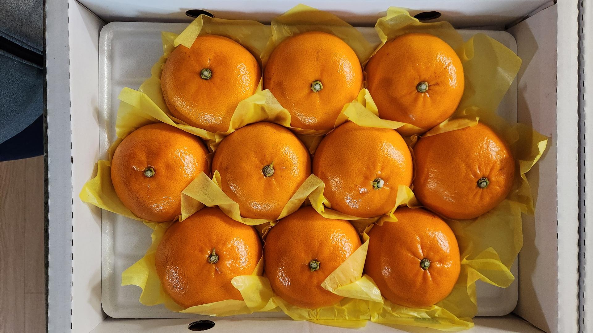 [선착순 1만명] 한라봉 2.5kg + 천혜향 2.5kg