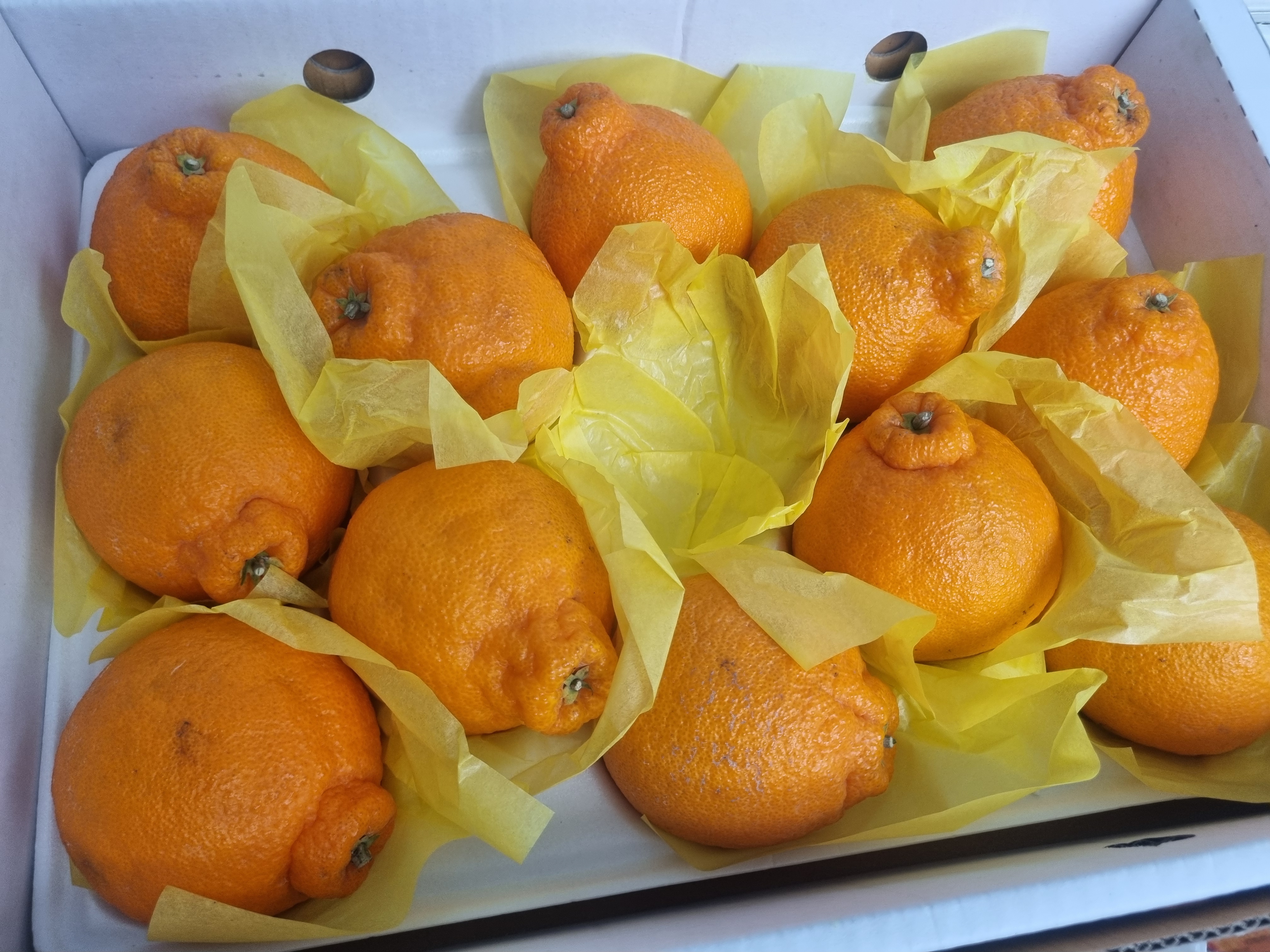 [선착순 1만명] 한라봉 2.5kg + 천혜향 2.5kg