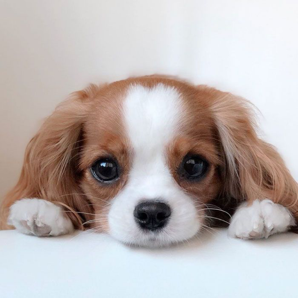 해피한 꽃사슴 프로필