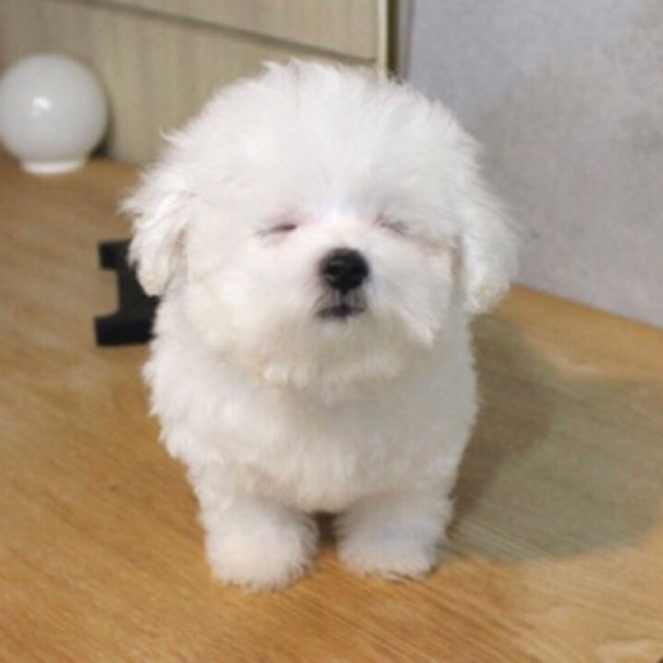 조금겁이없는짱구 프로필